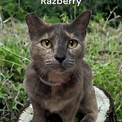 Photo of Razberry