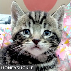 Photo of Honeysuckle