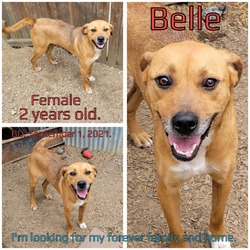 Thumbnail photo of Belle #2