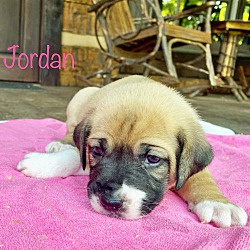 Thumbnail photo of Jordan #1