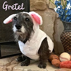 Thumbnail photo of Gretel #2