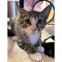 adopt-pet
