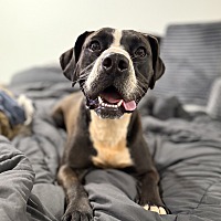 adopt a pet