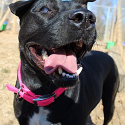 Thumbnail photo of Lilly ~adopted! #2