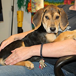 Thumbnail photo of Ziggy~adopted! #1