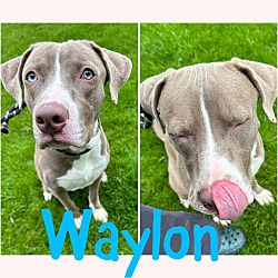 Photo of Waylon