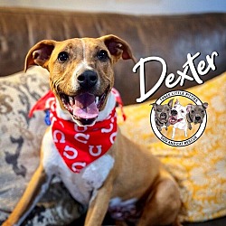 Thumbnail photo of Dexter Save Dreamy #4