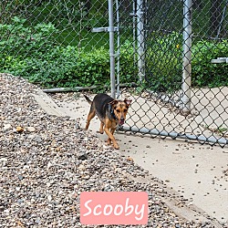 Thumbnail photo of Scooby #4