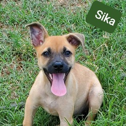 Thumbnail photo of Sika DD* #2
