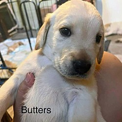 Thumbnail photo of Butters #1