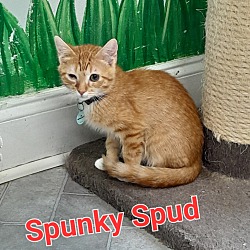 Photo of Spunky Spud