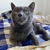 adopt a pet