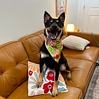 adopt a pet