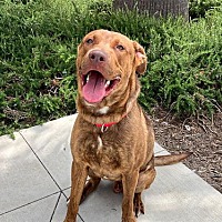 adopt a pet