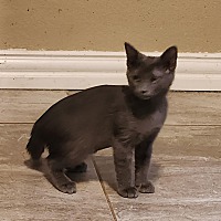 adopt a pet