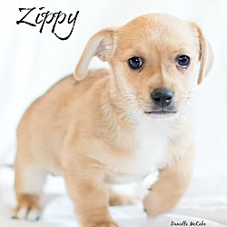 Thumbnail photo of Zippy #1
