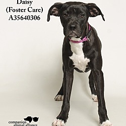 Thumbnail photo of Daisey  (Foster Care) #3