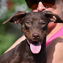 Thumbnail photo of Brownie- Foster to Adopt #1