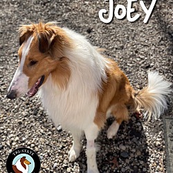 Thumbnail photo of Joey #3