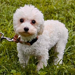 Thumbnail photo of Bentley - 6lb toy poodle! #3