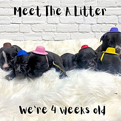 Thumbnail photo of The A Litter #3