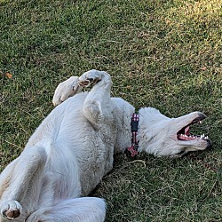 Thumbnail photo of Navy Wigglebutt #4