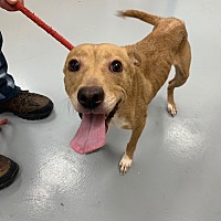 adopt a pet