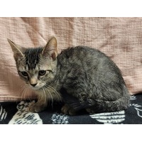 adopt-pet