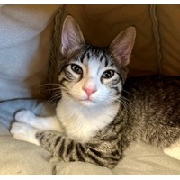 adopt-pet