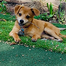Photo of Sabrina - Puppy