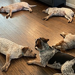 Photo of Five young dogs