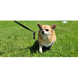 Photo of Rocky