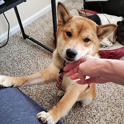 Kansas City, MO - Shiba Inu. Meet Danny a Pet for Adoption - AdoptaPet.com