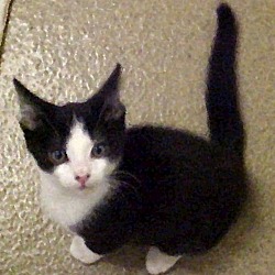 Photo of Kitten Tuxedo - Campbell