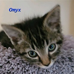Photo of Onyx (23-230)
