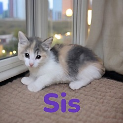 Photo of Sis