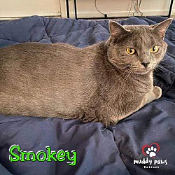 Thumbnail photo of Smokey (Courtesy Post) #2