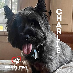 Thumbnail photo of Charlie #1