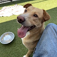 adopt a pet