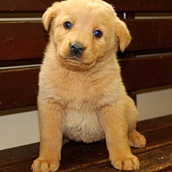 Thumbnail photo of Teddy Kay~adopted! #2