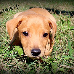 Thumbnail photo of Gambit~adopted! #2