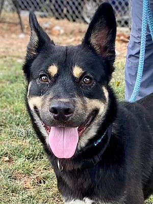 Chico, CA - Akita/Cattle Dog. Meet Radish a Pet for Adoption ...