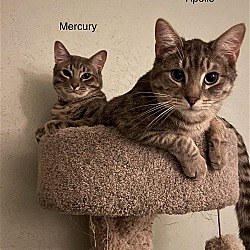 Thumbnail photo of 'Mercury' #3