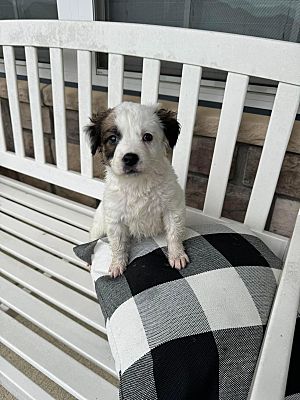 Lewis Center, OH - Border Collie. Meet Dahlia (Seven Collies) a Pet for ...