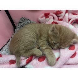 Thumbnail photo of Orange Kitten #1