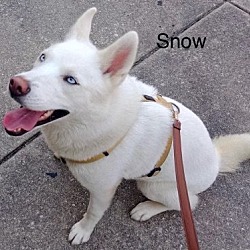 Thumbnail photo of Snow #1