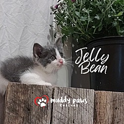 Thumbnail photo of Jelly Belly Litter: Jelly Bean - No Longer Accepting Applications #3