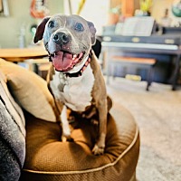 adopt a pet