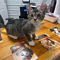 adopt a pet