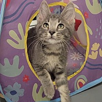adopt a pet